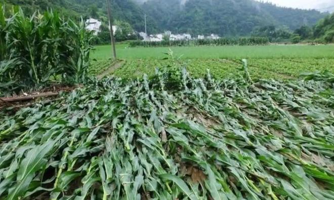 生发声：船员喊“别关窗户”救了整船人凯发国际平台贵州游船后续！游客劫后余(图5)